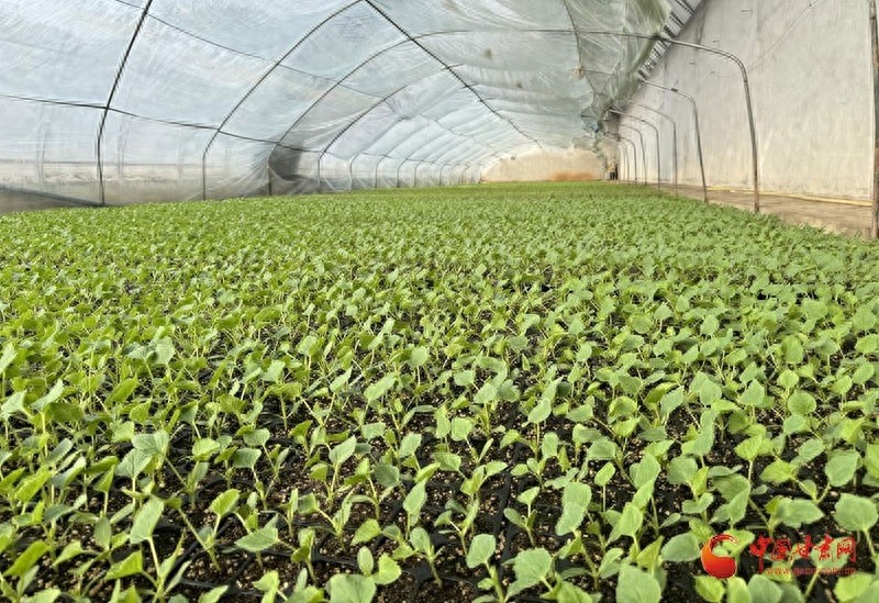 春耕大忙！灵台县50万株蔬菜苗如何助农丰收？