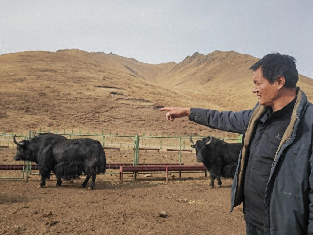甘肃劳尔都：拆掉篱笆合伙养牦牛，牧民增收新模式