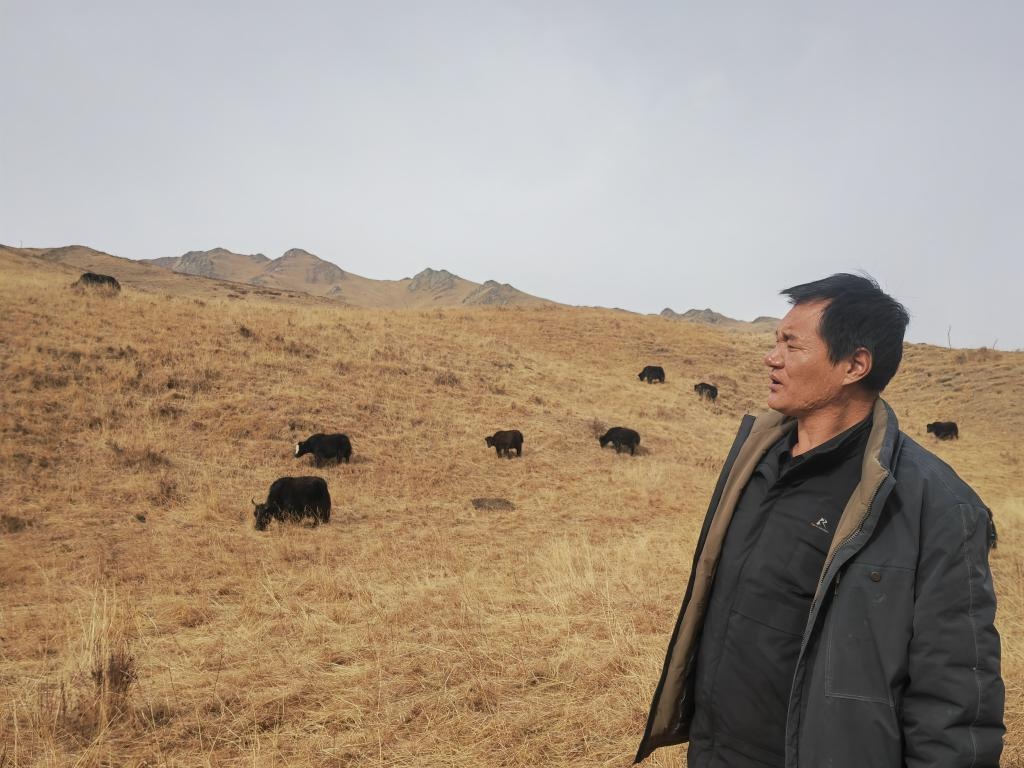甘肃劳尔都：拆掉篱笆合伙养牦牛，牧民增收新模式  第2张