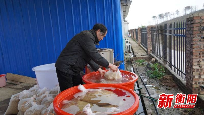 祁东县春耕大行动！5000亩早稻育秧准备就绪，你家的农田准备好了吗？  第2张