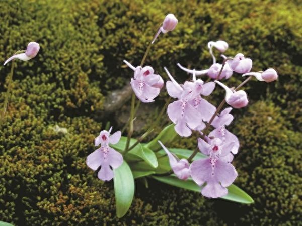 大花无柱兰盛花期！新周气温多变：初夏体验卡上线,但能一脱为快吗?