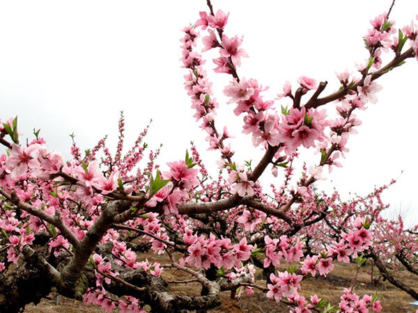 大花无柱兰盛花期！新周气温多变：初夏体验卡上线,但能一脱为快吗?  第2张