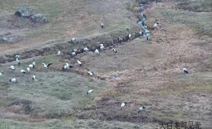 寻甸黑颈鹤保护区一家三口为何不北迁?!  第1张