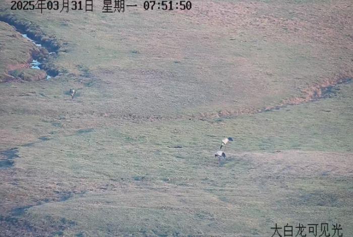 寻甸黑颈鹤保护区一家三口为何不北迁?!  第2张