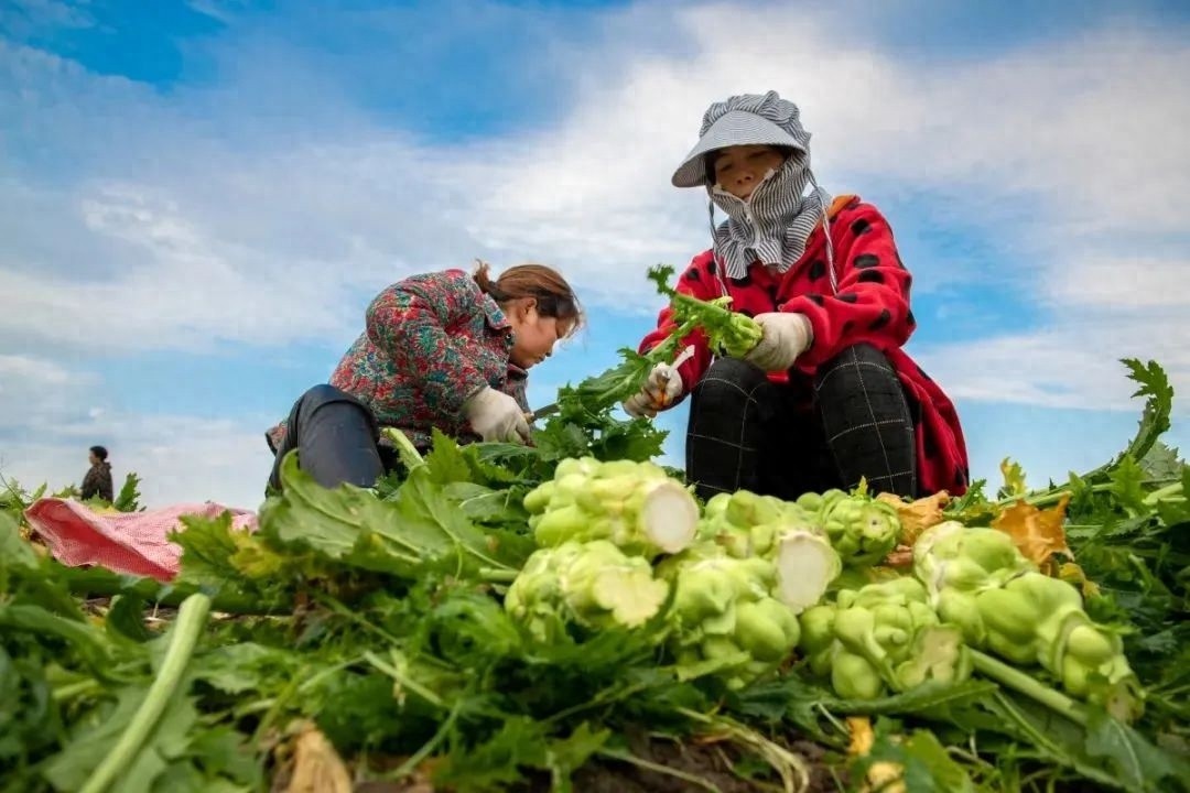 全国首个榨菜碳足迹报告出炉！0.121803千克CO₂当量意味着什么？