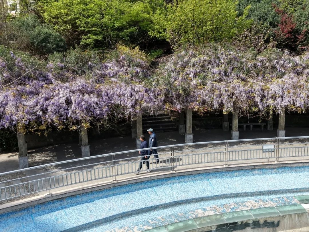 暮春四月巢湖多地紫藤花盛绽，似紫瀑你看过吗？  第3张
