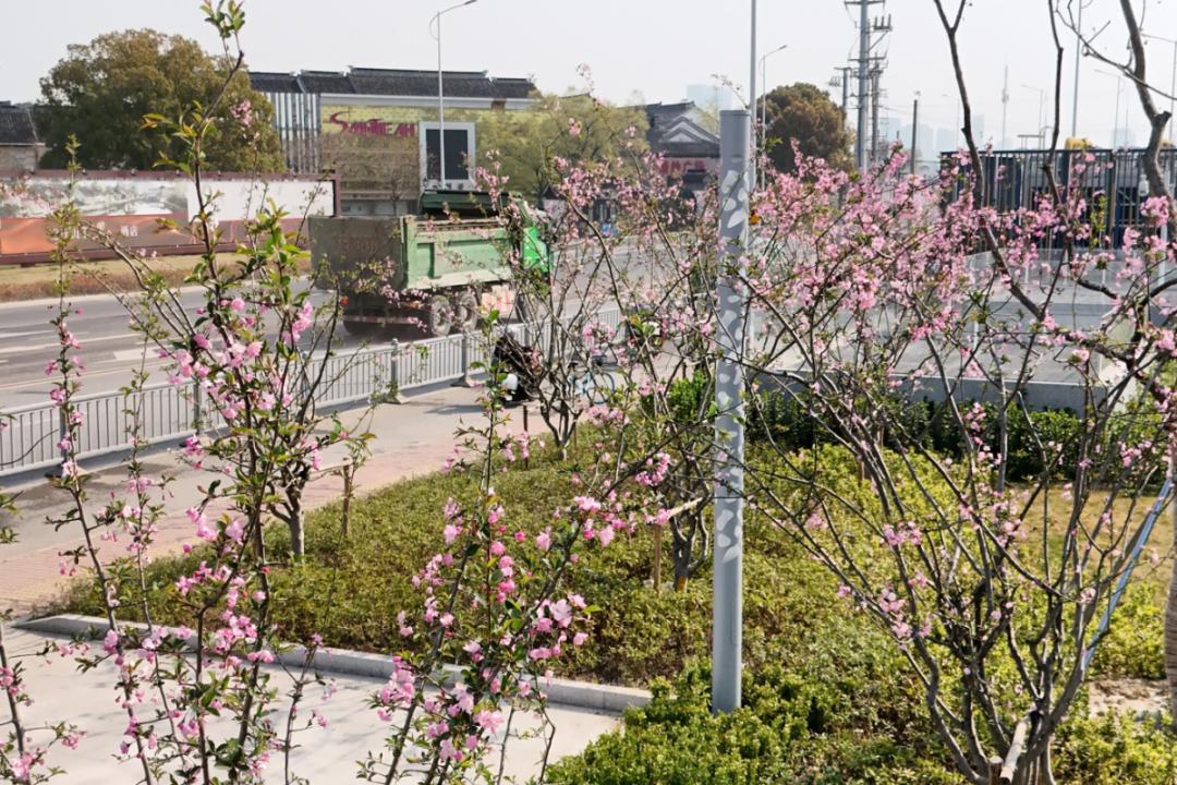 36.12公里穿越时空隧道！姑苏地铁6号线变身10万平米花海，你准备好与春天约会了吗？  第2张