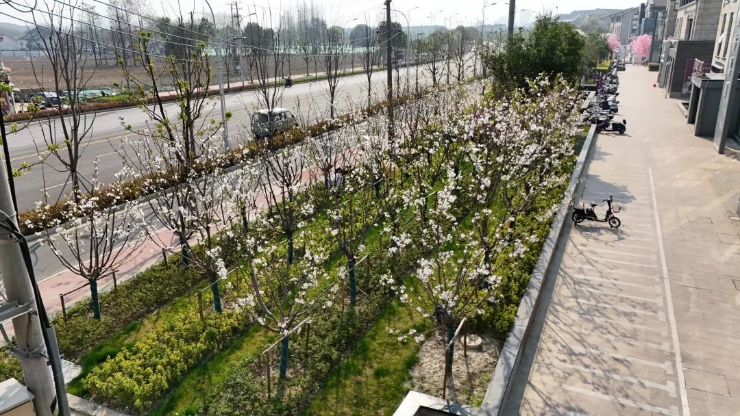 36.12公里穿越时空隧道！姑苏地铁6号线变身10万平米花海，你准备好与春天约会了吗？  第3张