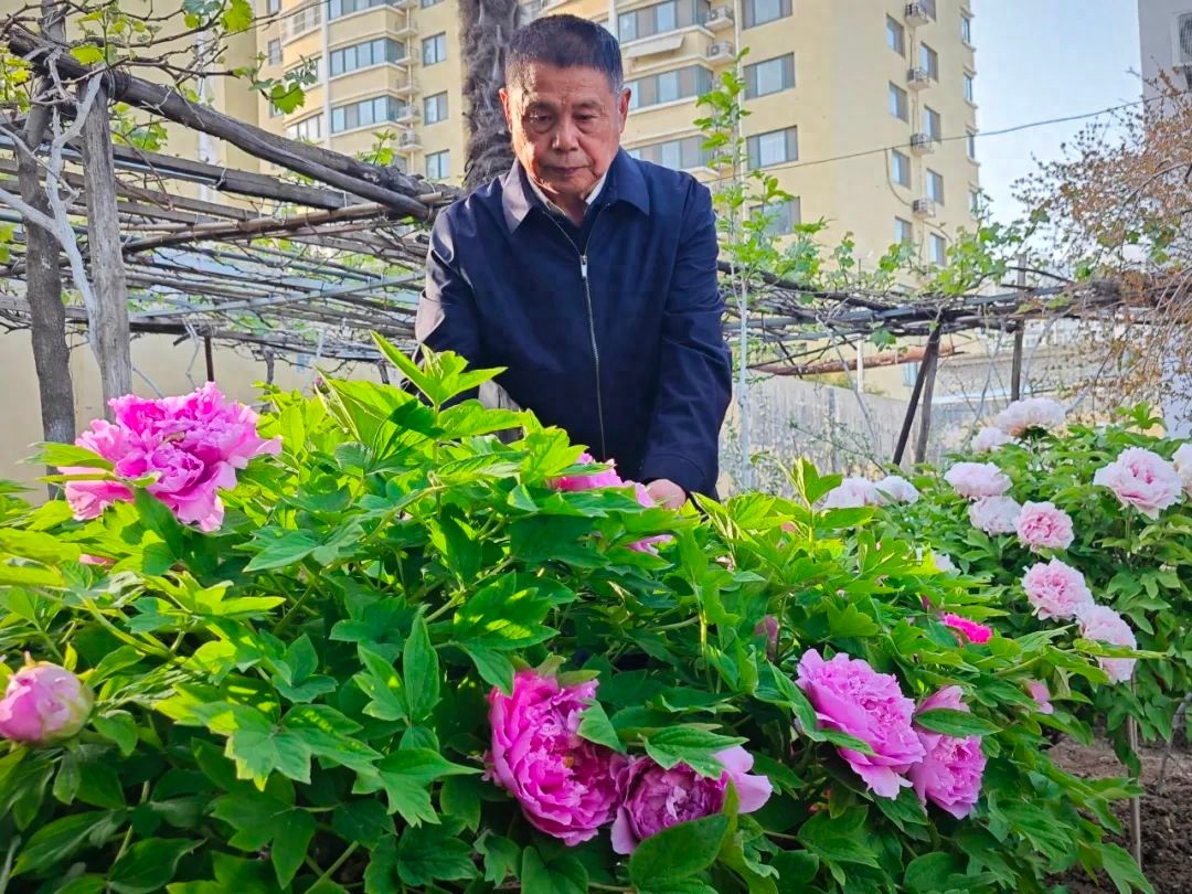 菏泽居民家中陪嫁牡丹盛开，背后竟有这般故事？