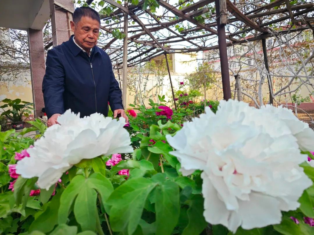 菏泽居民家中陪嫁牡丹盛开，背后竟有这般故事？  第2张