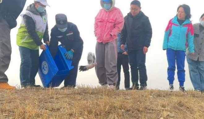 4月3日包头湿地放飞4只野生鸟类!都有啥?  第3张