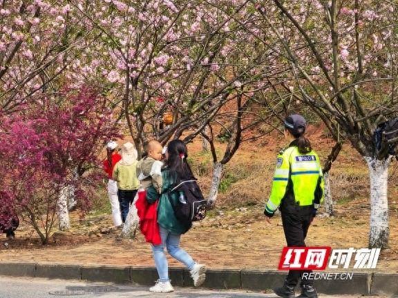 凤凰古城樱花盛花期人车流大增! 交警如何确保交通秩序?