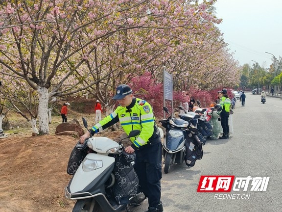 凤凰古城樱花盛花期人车流大增! 交警如何确保交通秩序?  第3张