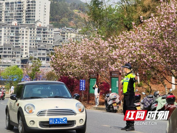 凤凰古城樱花盛花期人车流大增! 交警如何确保交通秩序?  第4张
