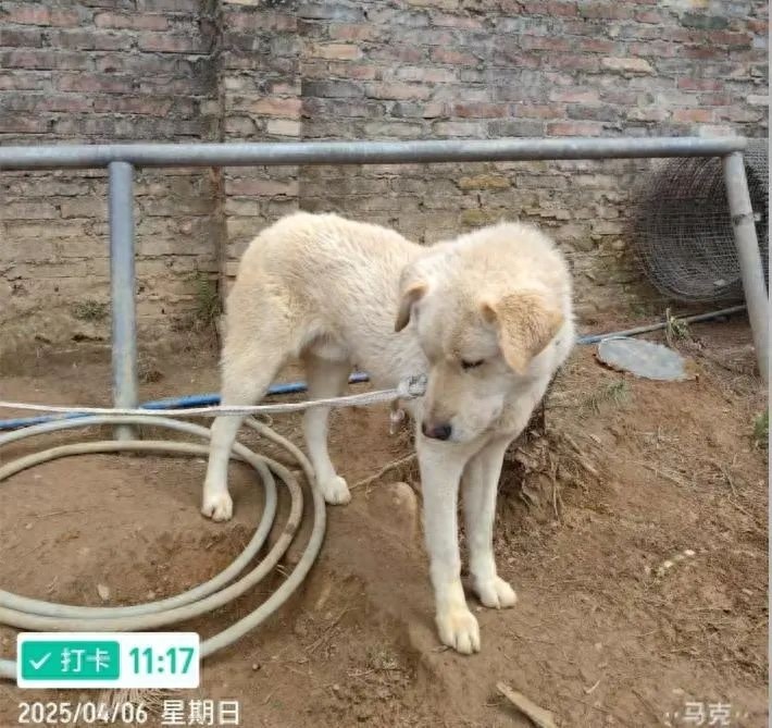 韶关景区狼舍现小狗，监督失职？景区已道歉