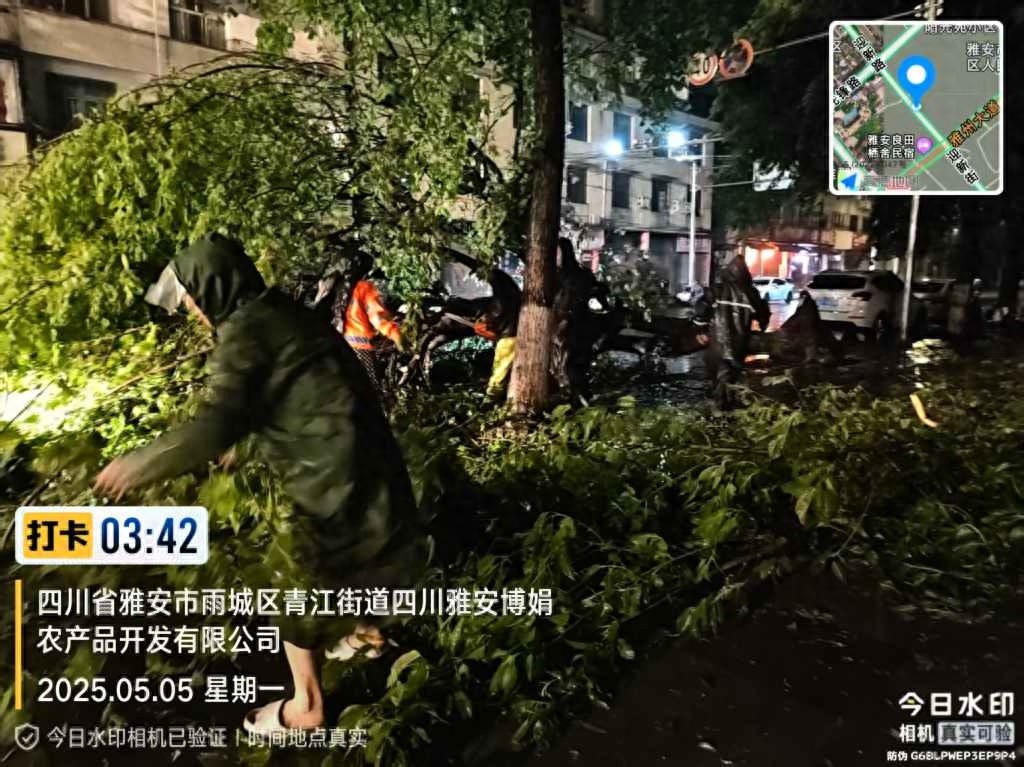 5月5日凌晨狂风暴雨突袭雨城区！大量树木倒伏谁来紧急抢险？