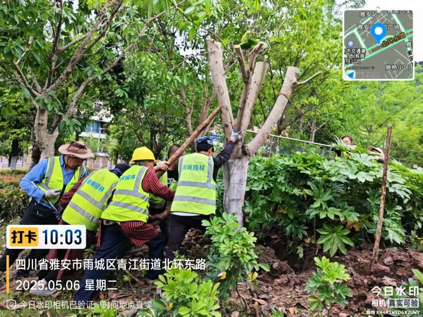 5月5日凌晨狂风暴雨突袭雨城区！大量树木倒伏谁来紧急抢险？  第2张