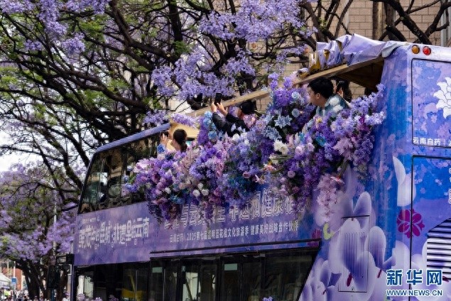 五一昆明蓝花楹盛开似梦幻仙境？游客沉醉其中不愿走