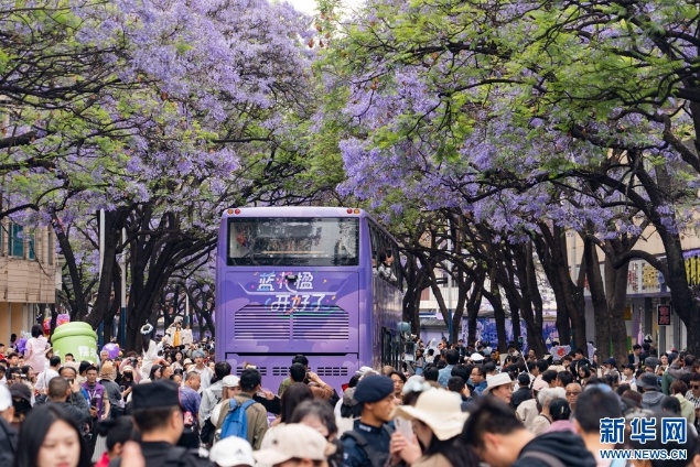 五一昆明蓝花楹盛开似梦幻仙境？游客沉醉其中不愿走  第2张