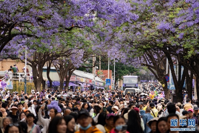 五一昆明蓝花楹盛开似梦幻仙境？游客沉醉其中不愿走  第3张