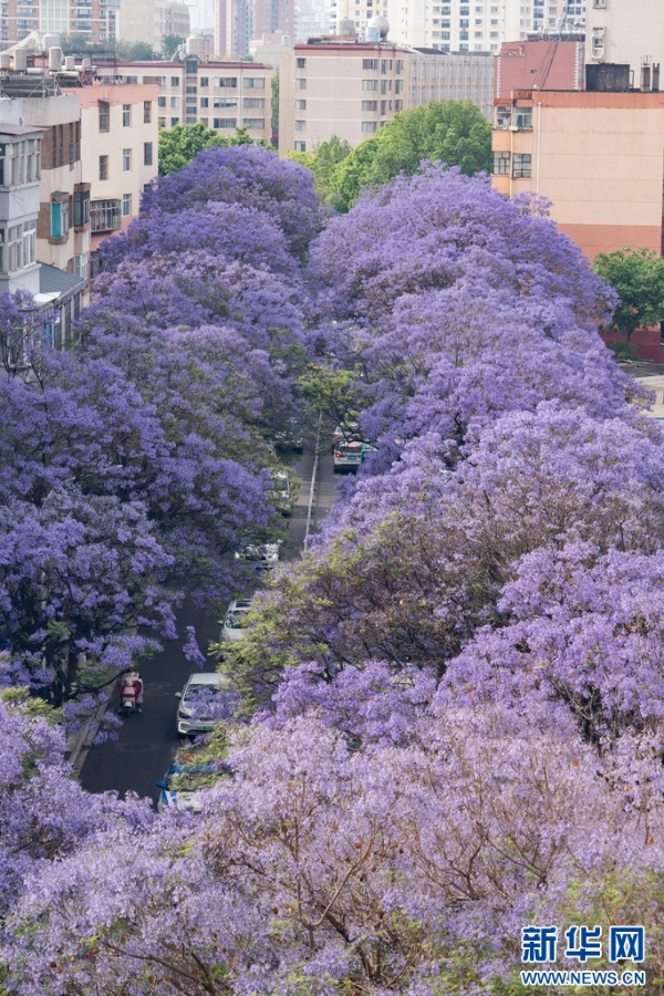五一昆明蓝花楹盛开似梦幻仙境？游客沉醉其中不愿走  第4张
