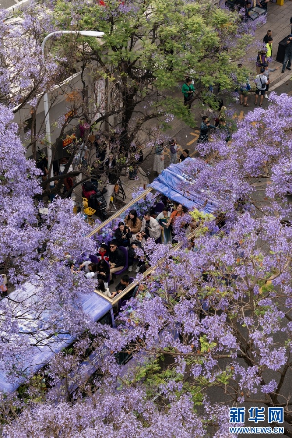 五一昆明蓝花楹盛开似梦幻仙境？游客沉醉其中不愿走  第5张