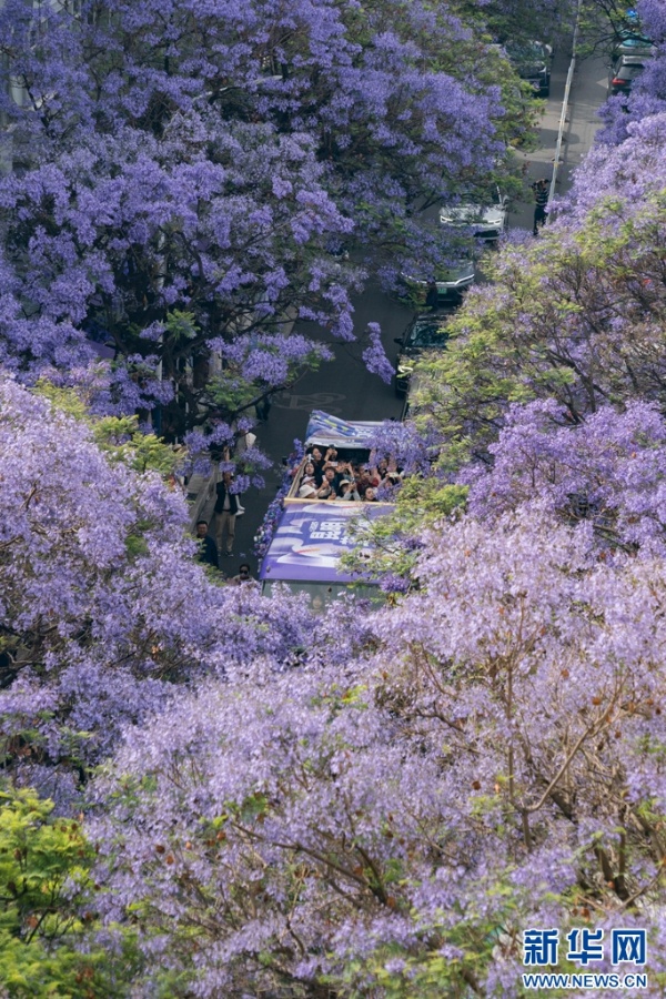 五一昆明蓝花楹盛开似梦幻仙境？游客沉醉其中不愿走  第8张
