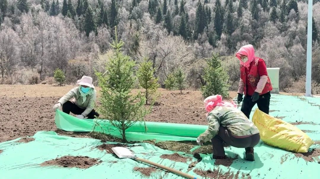 西宁市湟中区林业和草原局拆围扩绿行动成效显著？绿化面积超百亩