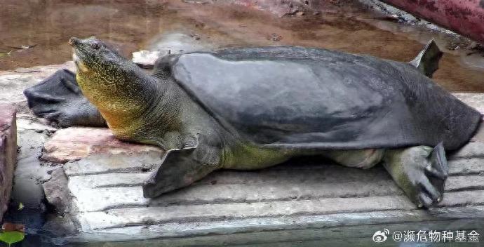 悬赏10万找斑鳖，数据匮乏现状咋破？专家资料快分享
