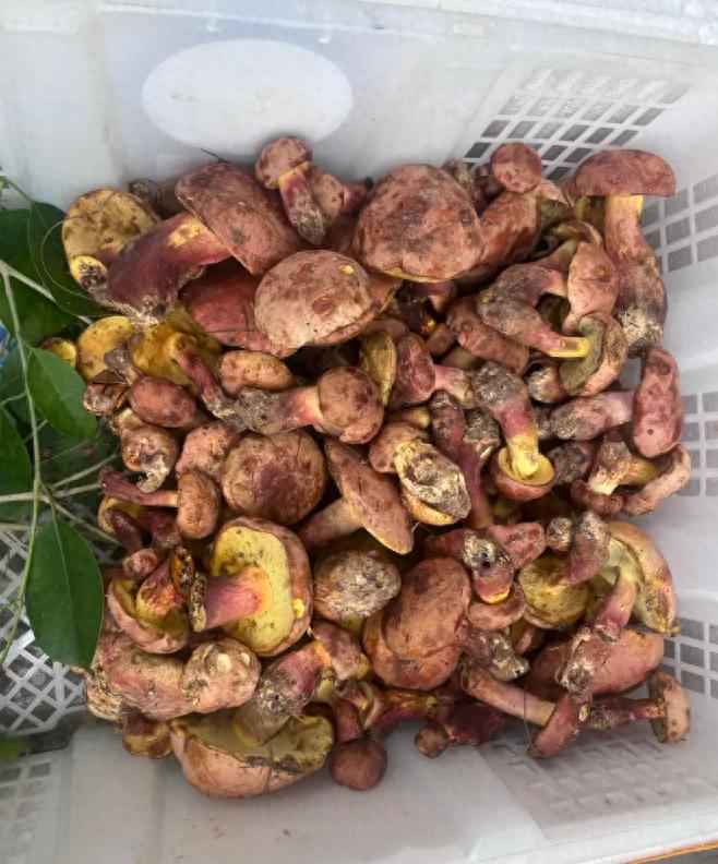 5月云南吃菌季开启！多种野生菌上市，价格惊人？你敢吃吗