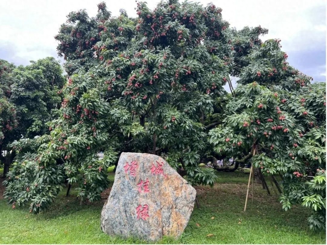 去年荔枝70元一斤？今年产量翻番价格有望大降，能敞开吃啦