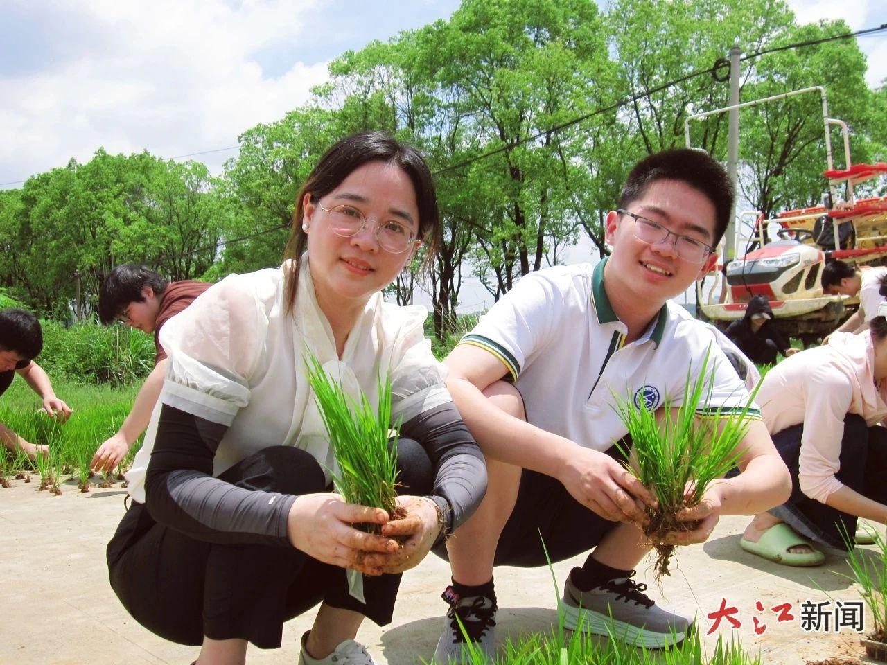 5月5日江西洪州职业学院开展插秧实践活动？背后故事超精彩  第2张