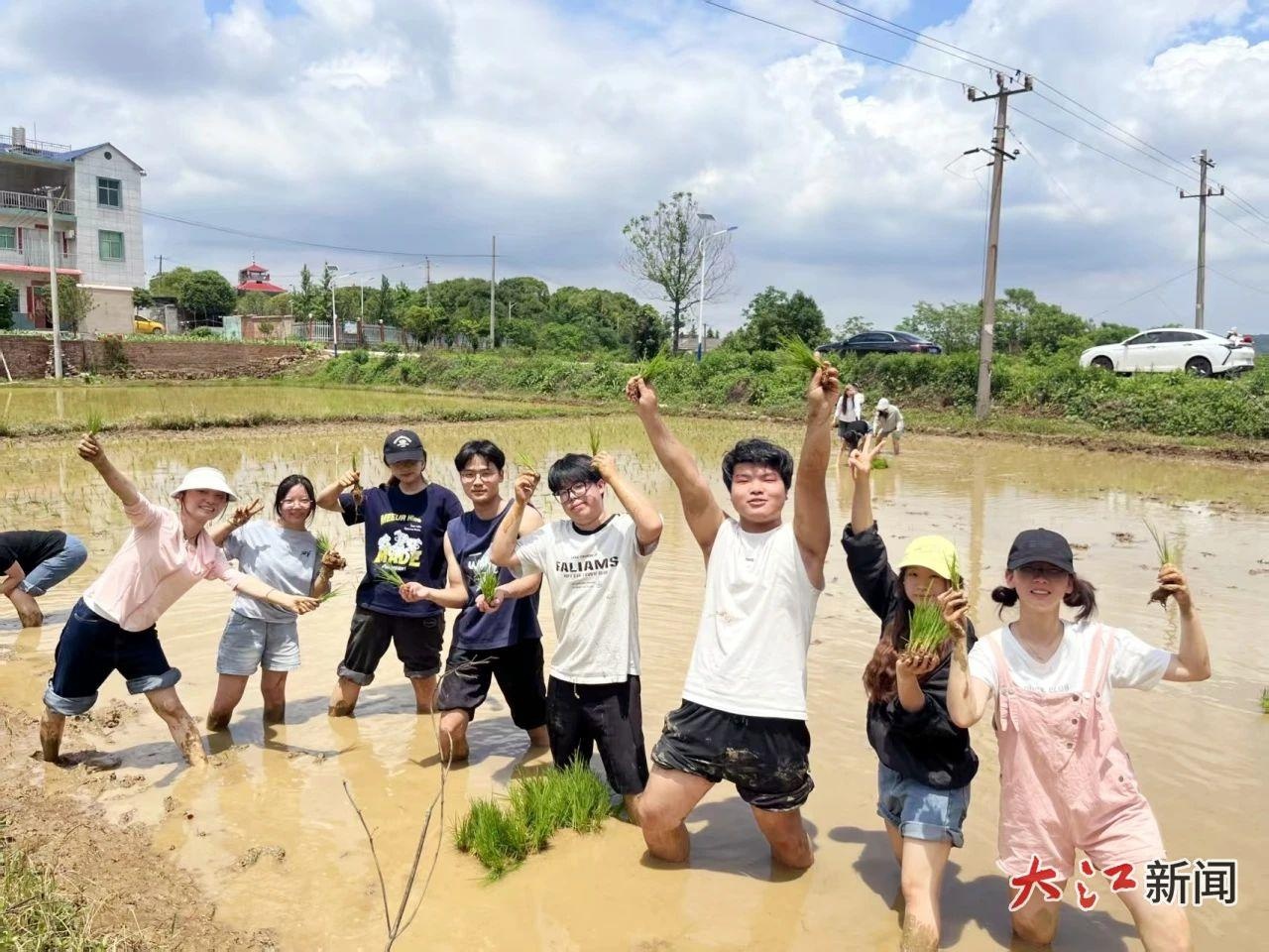 5月5日江西洪州职业学院开展插秧实践活动？背后故事超精彩  第3张