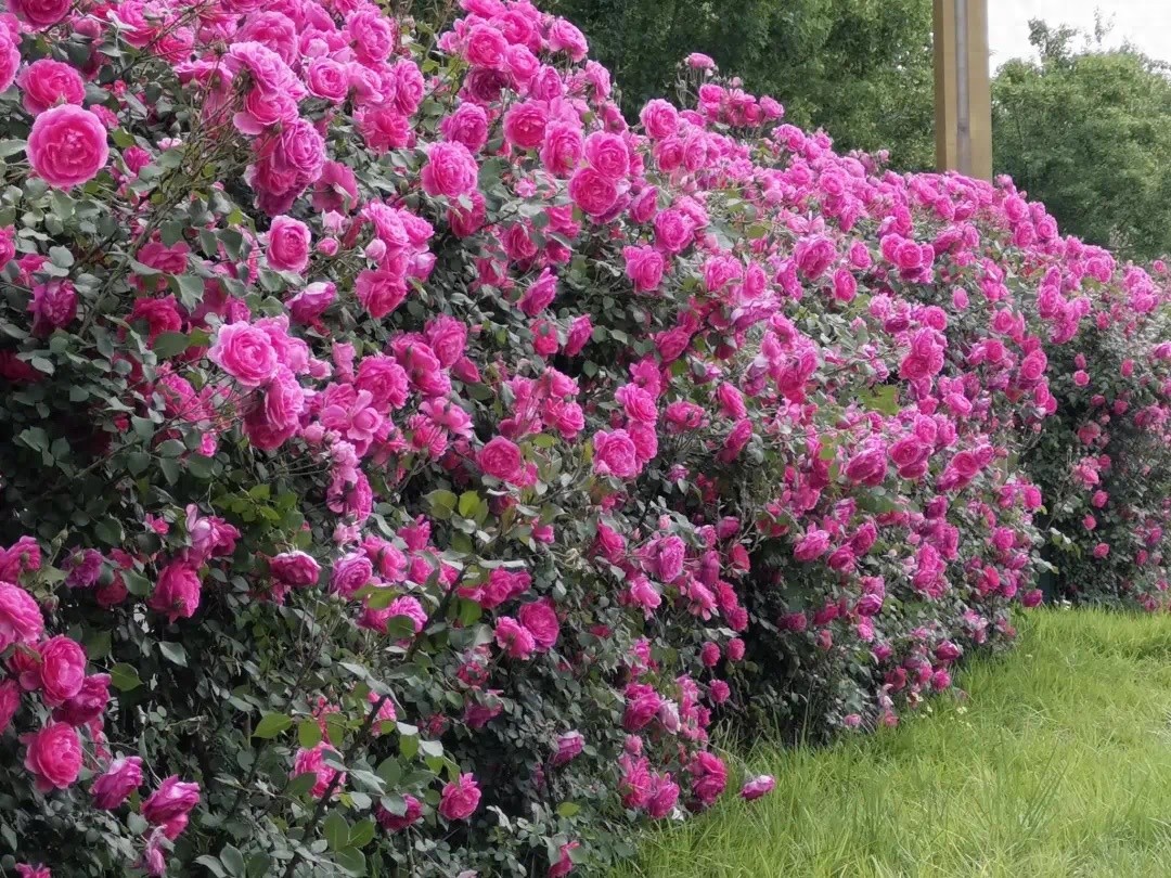 5月潍坊经济区月季花海上线！一步一景的花漾走廊你去过吗？