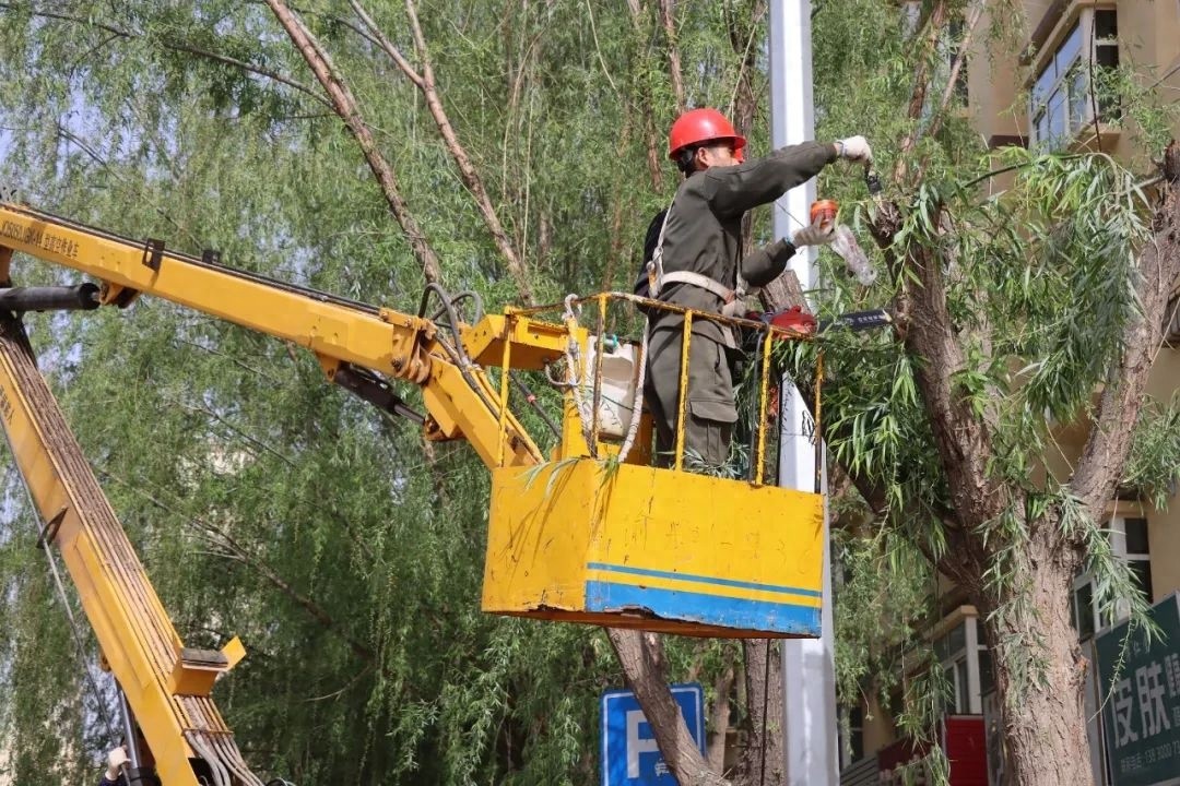 会师街行道树整形修剪！如何筑牢安全防线又提升景观效果？