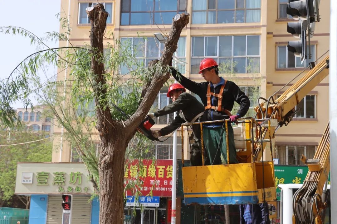 会师街行道树整形修剪！如何筑牢安全防线又提升景观效果？  第2张