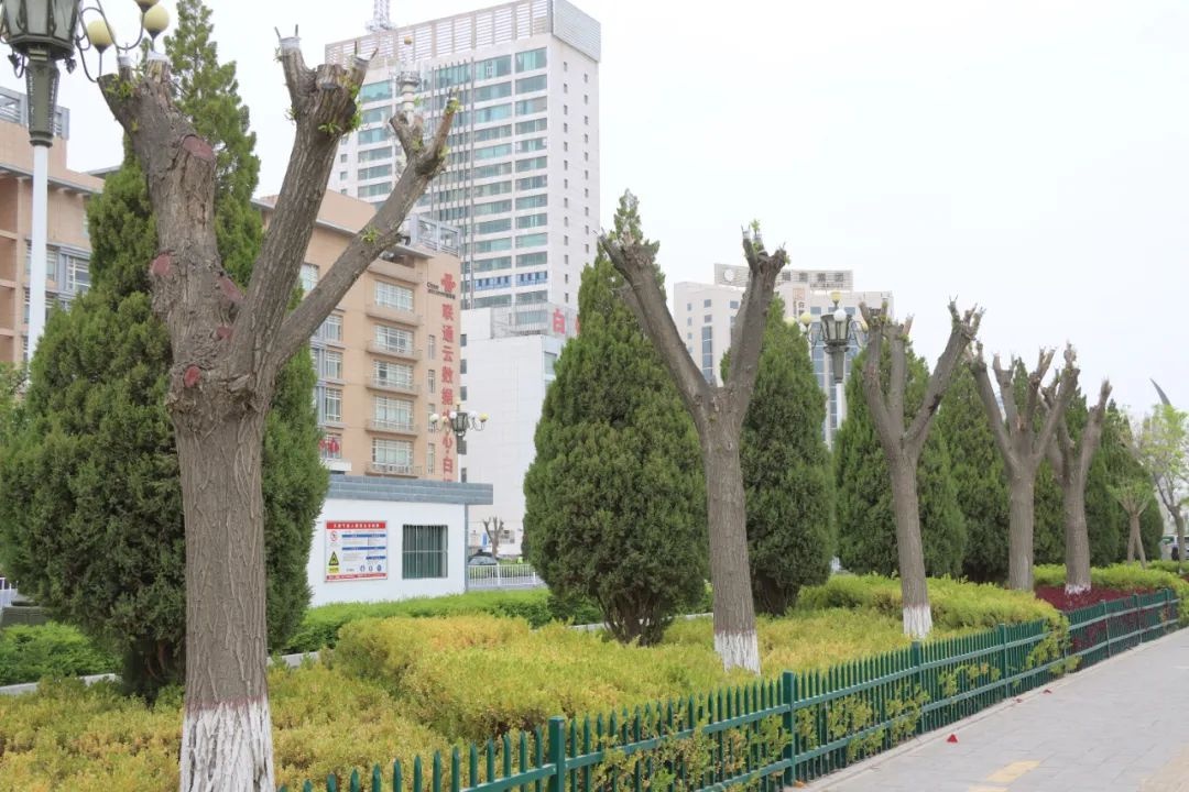 会师街行道树整形修剪！如何筑牢安全防线又提升景观效果？  第5张