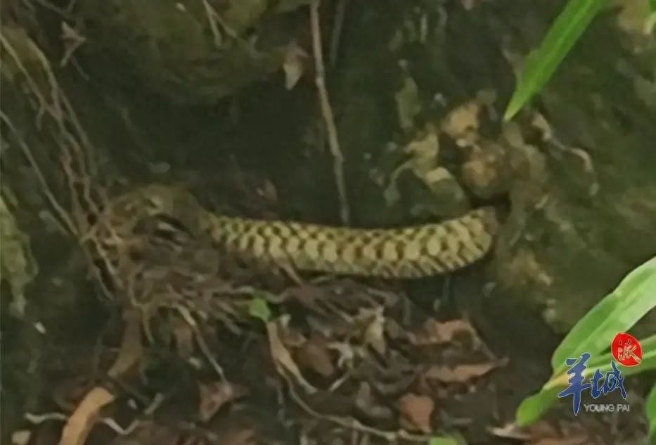 五月华南闷热蛇踪现！植物园惊现蛇盘苏铁，你还敢去吗？