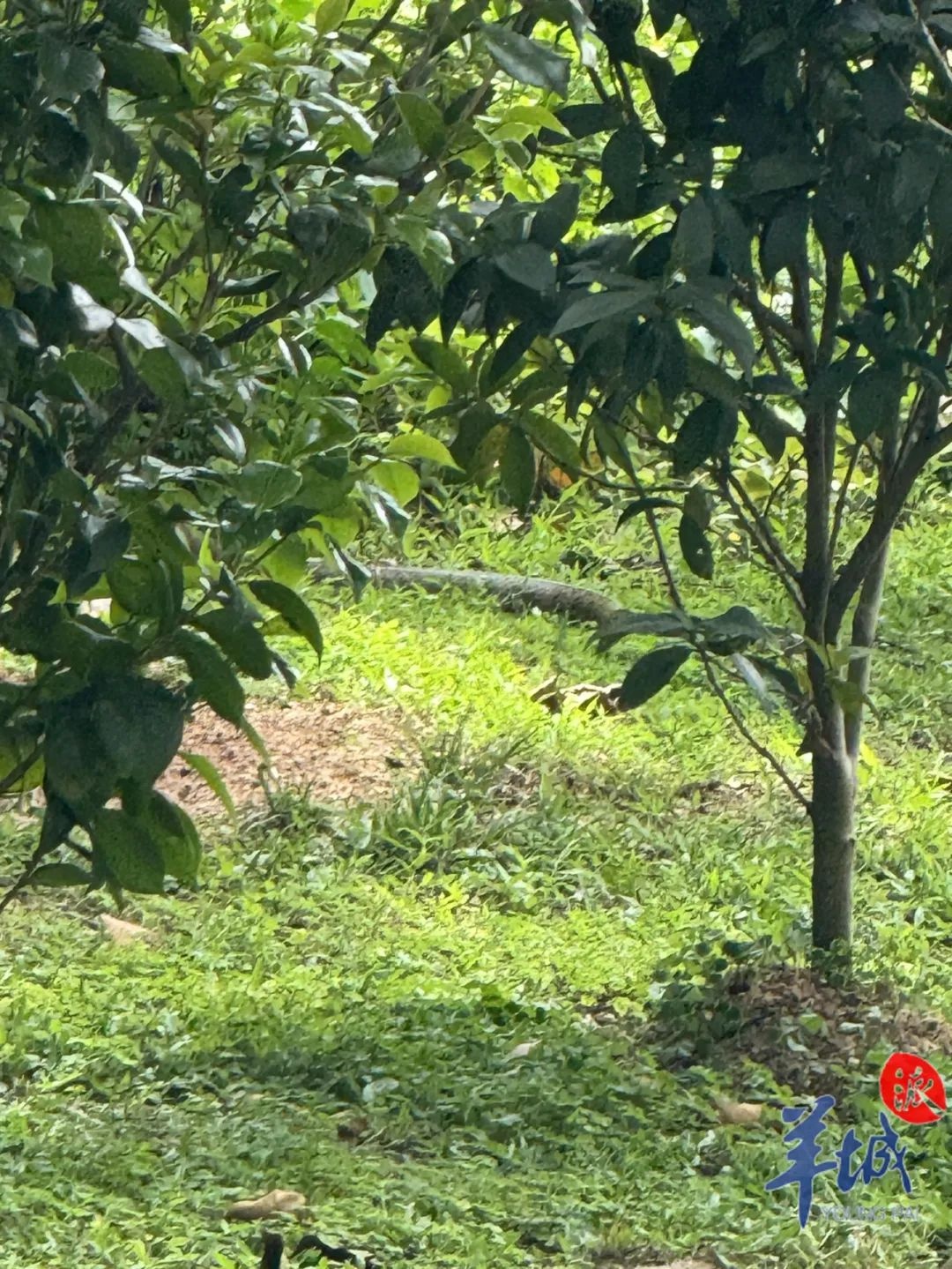 五月华南闷热蛇踪现！植物园惊现蛇盘苏铁，你还敢去吗？  第6张