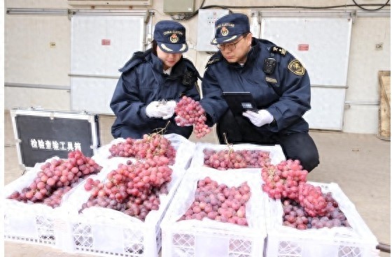 42吨红提葡萄如何从敦煌飞往伊拉克？揭秘海关绿色通道的神奇力量