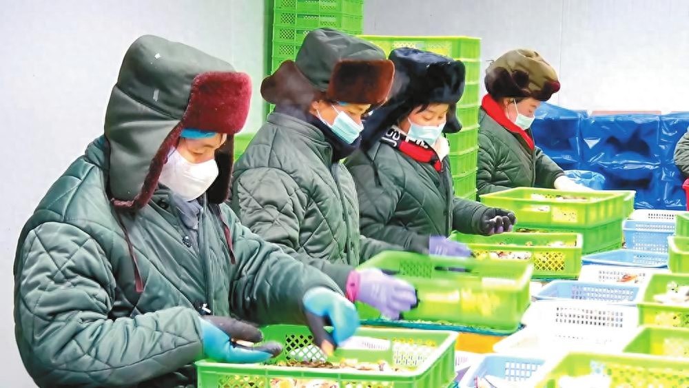 云南清珠农业如何实现首季开门红？揭秘复工复产的热火朝天景象  第1张