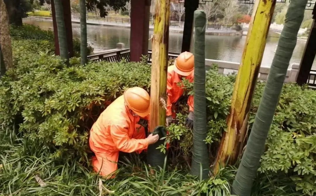 上海速冻模式开启！寒潮来袭，市区气温或将创下新低，你准备好了吗？  第1张