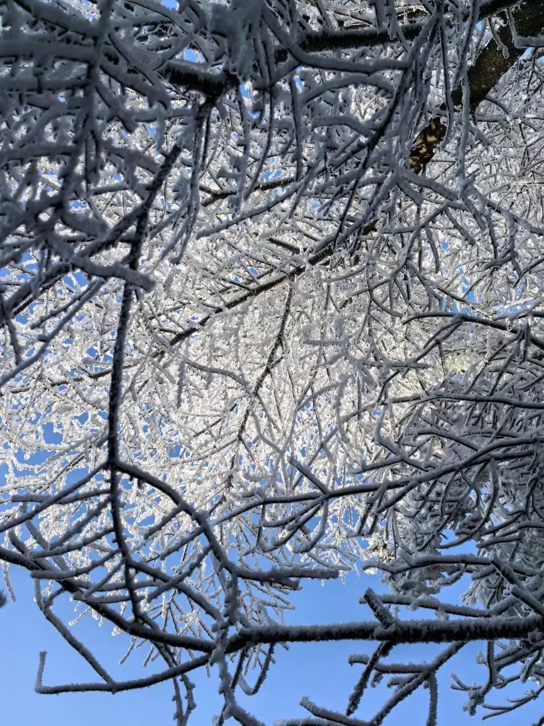 杭州今晨-17.8℃！35年来最冷2月，寒潮大风齐发力，你准备好了吗？  第6张