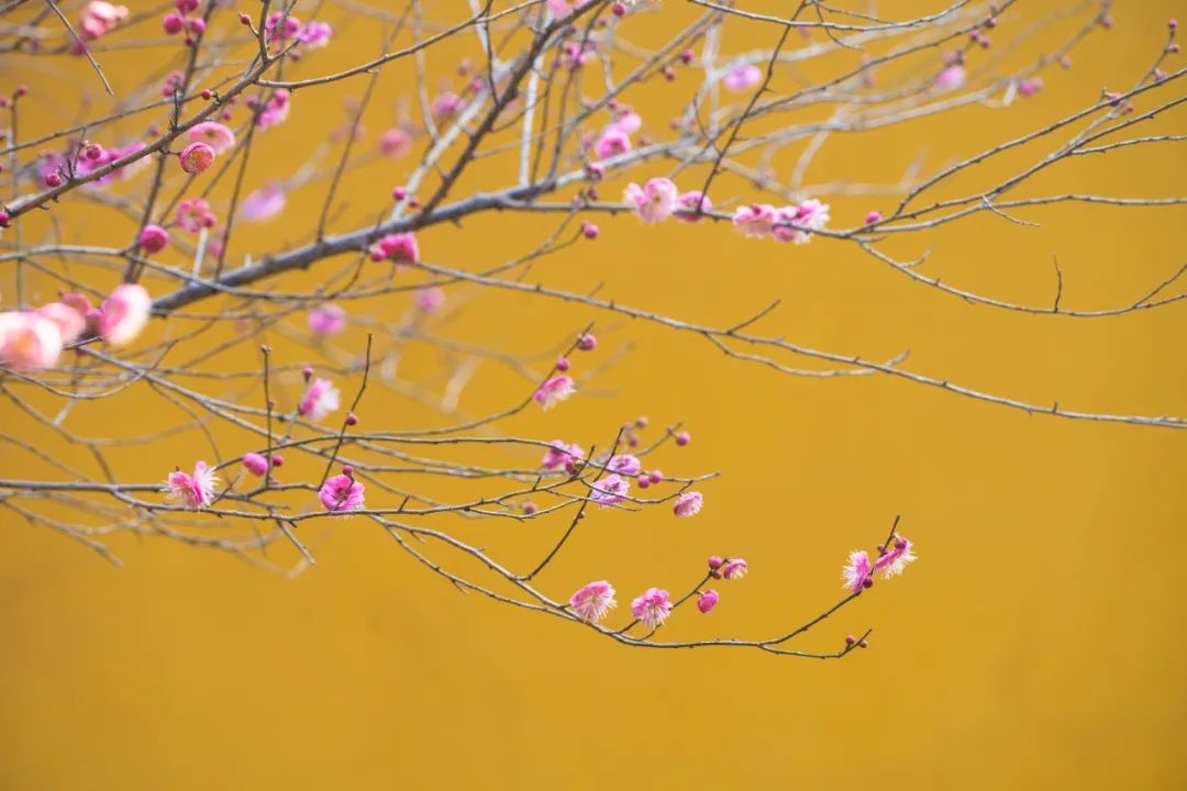 杭州今晨-17.8℃！35年来最冷2月，寒潮大风齐发力，你准备好了吗？  第7张