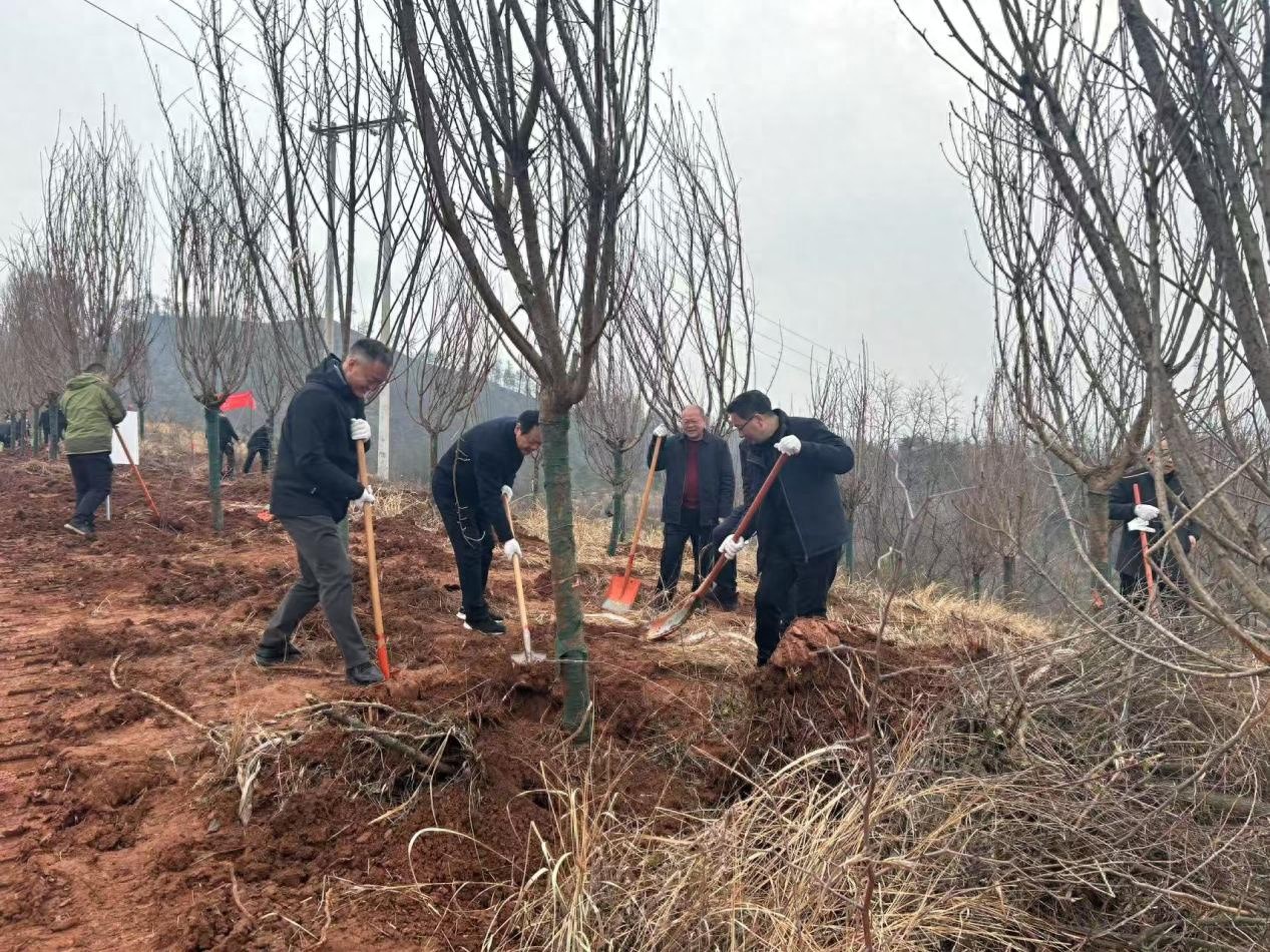 春风化雨，植树节你参与了吗？郧西县全民植树活动火热进行中  第1张
