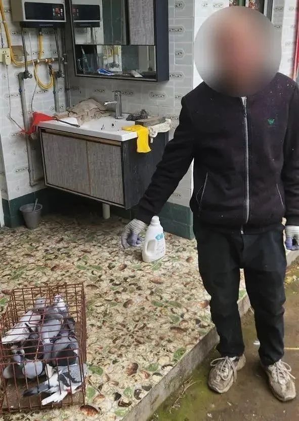 村民价值数千元赛鸽被盗，贼竟搭梯入户作案？  第2张