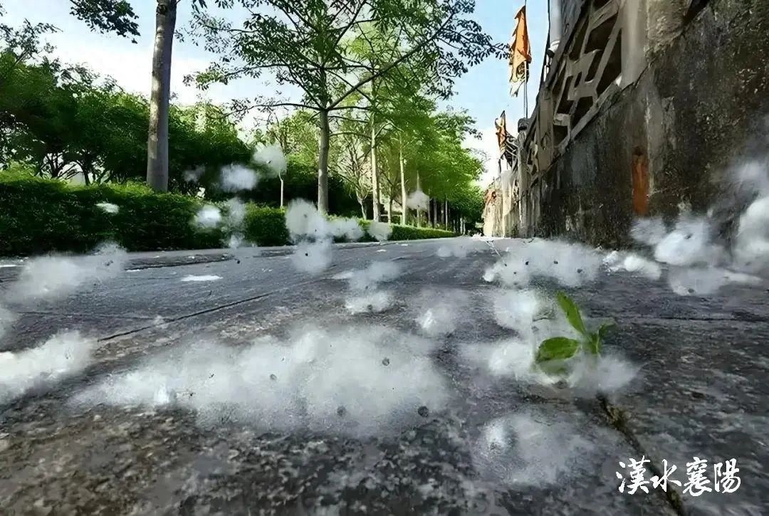 杨柳絮和法桐果毛肆意飞舞，飞絮从何而来?何时出现?  第1张
