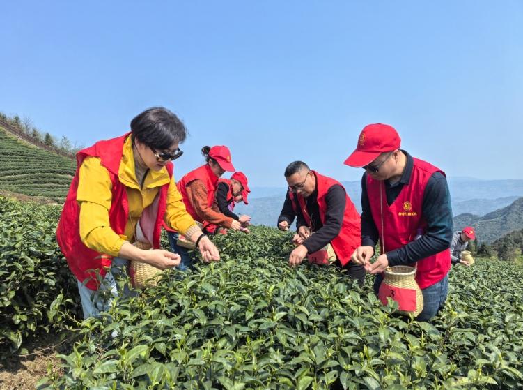 绥江县政协茶产业议事活动!有何独特之处?  第2张