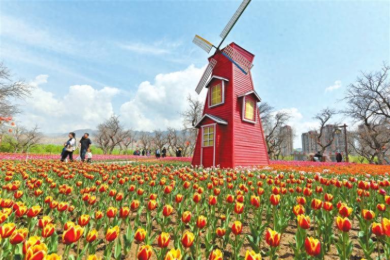 永靖郁金香盛绽如梦画卷！你还不快来赴这场花事?