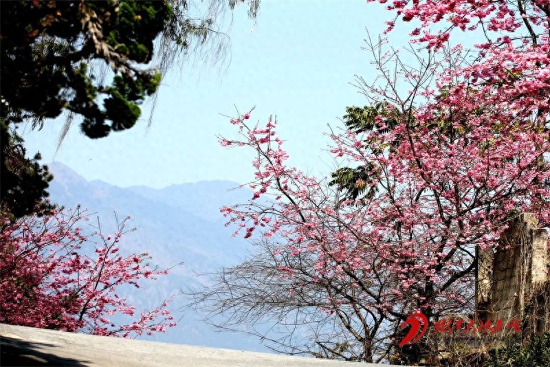怒江大峡谷高黎贡山云端的鲁掌镇:樱花下的梦幻老城?